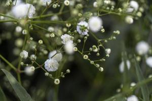 flor tipo nube, fondo, enfoque selectivo en el fondo es vegetación verde méxico foto