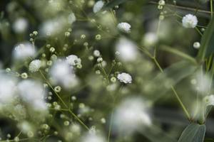 flor tipo nube, fondo, enfoque selectivo en el fondo es vegetación verde méxico foto