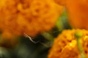 araña tejiendo tela de araña fondo naranja flores cempasuchil, méxico foto