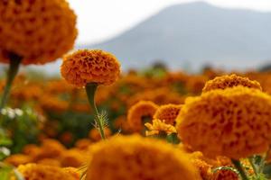 Autumn flowers, summer blossoming orange gerbera flower background, fall floral festive card photo