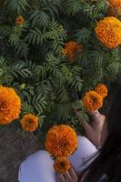 joven hermosa mujer latina con flor de naranja mirando la flor de cempasuchil en el campo foto