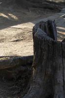 Hollow in a large tree near the street. Sunny day. photo