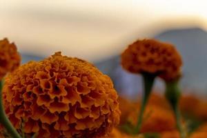 flores de otoño, fondo de flor de gerbera naranja floreciente de verano, tarjeta festiva floral de otoño foto
