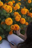 linda mujer joven que huele a flores de naranja, en un campo de flores de cempasuchil méxico foto