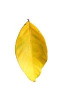 leaf sumer isolated on white background with clipping path photo