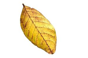 leaf sumer isolated on white background with clipping path photo