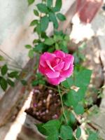 Little blooming pink rose with green leafs photo