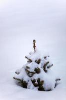A small fir tree in the snow photo