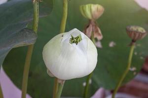 capullo de flor de loto blanco o lirio de agua y fondo de semilla de loto borroso en el estanque. foto