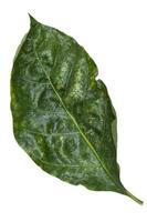 Noni leaf with raindrops isolate on white background, has many benefits can be made into food, drink and medicine. photo