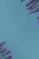 Lavender flowers on colored background top view. Copy space. Flower spring vertical background photo