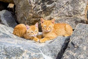 Two cute kittens playing on the stone photo