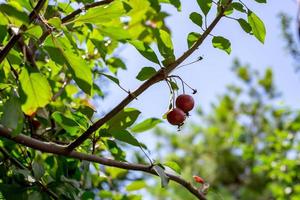 Paradise apples growing on a tree. reduce apples. bright red apples photo