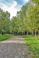 Beautiful Green Forest In Summer. Countryside Road, Path, Way, Lane, Pathway On Sunny Day In Spring Forest photo