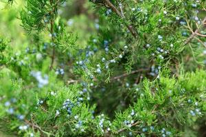 Green thuja or juniper tree branches wis berries background close up photo