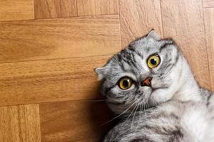 Scottish cat lying on the floor and looking closely at the camera. British cat lying on the floor photo