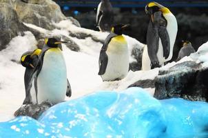 Penguins in the zoo photo