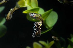 Cute fish in aquarium photo