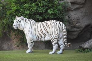 White tiger in a zoo photo