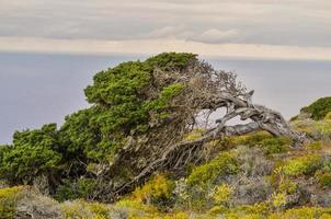 árbol muerto sobre el acantilado foto