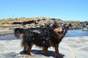 Cute wet dog photo