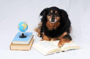 Dog with books photo