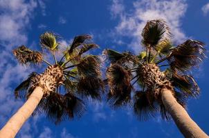 Palm trees bottom to top view photo