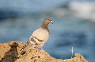 Pigeon bird close-up photo