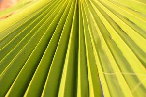 Palm leaf background photo