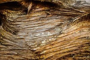 Natural wood close-up texture photo