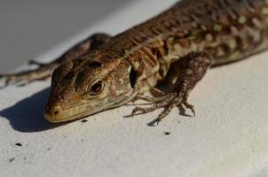 Little gecko close-up photo