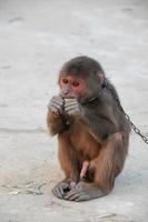 Sad chained monkey photo