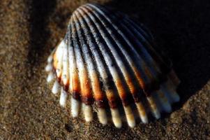 Seashell close-up view photo