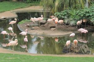 Beautiful flamingo birds photo