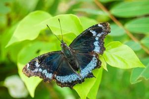 Dark butterfly close-up photo