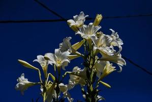 Flower close-up view photo