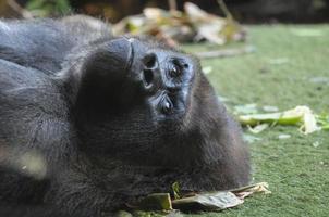 Majestic gorilla close-up