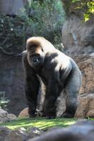 Majestic gorilla close-up photo