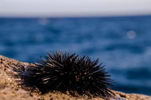 Sea animal close-up photo