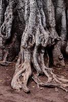 primer plano de raíces de árboles foto