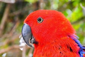 primer plano de pájaro hermoso foto