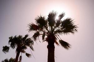 View of palm trees photo