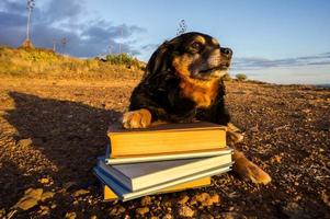 Cute dog with books photo