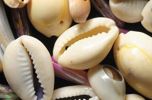 Seashell close-up view photo
