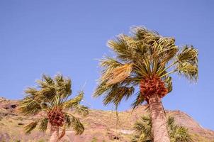 View of palm trees photo