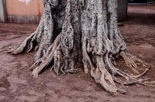 Tree roots close-up photo