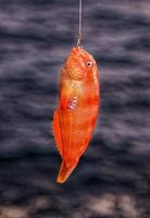 Small fish caught in a hook photo