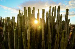 cactus sobre la puesta de sol foto