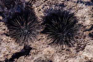 Sea animals close-up photo