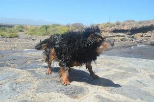 Wet dog shaking photo